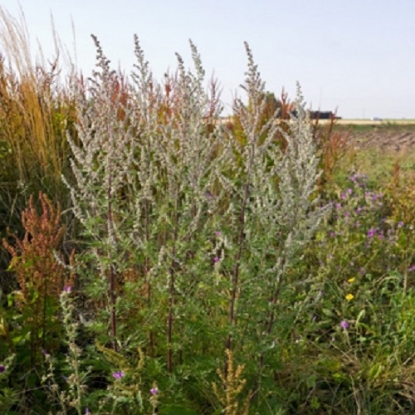 Picture of Herb Mugwort (Artemisia Vulgare)